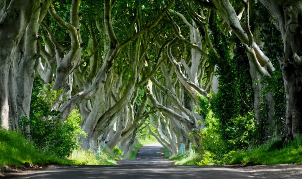 Dark Hedges on Game of Thrones tour