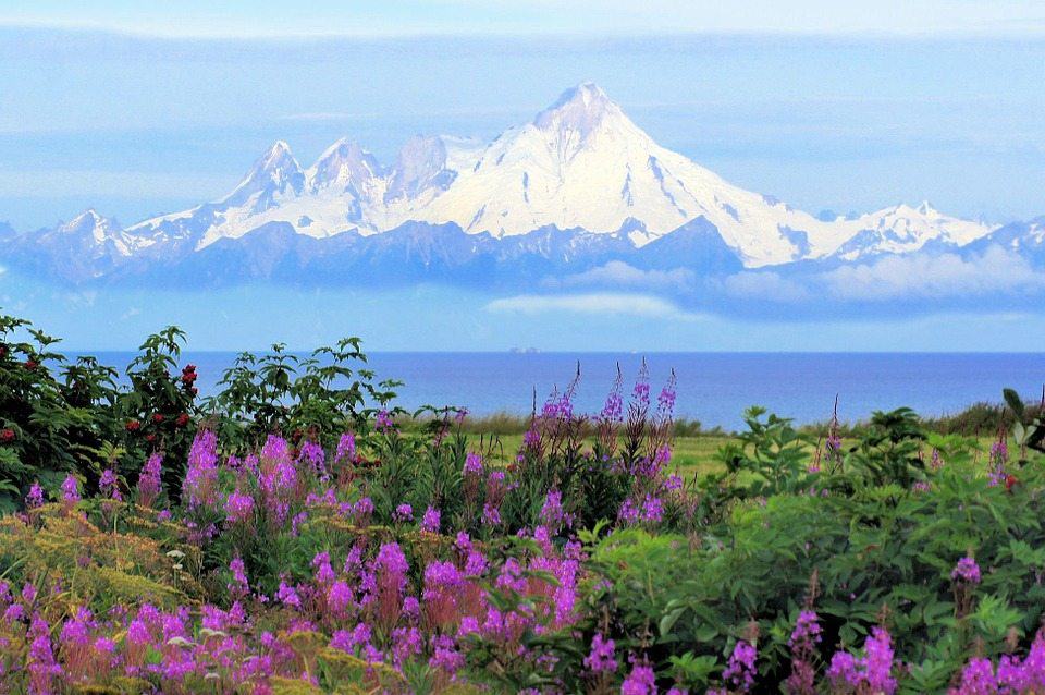 Purple flowers, snow capped mountains.