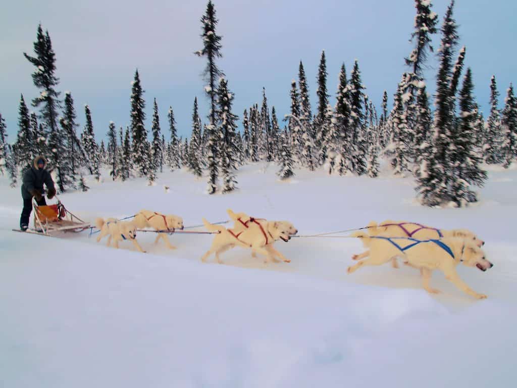 Alaska Vacation - Sled Dogs