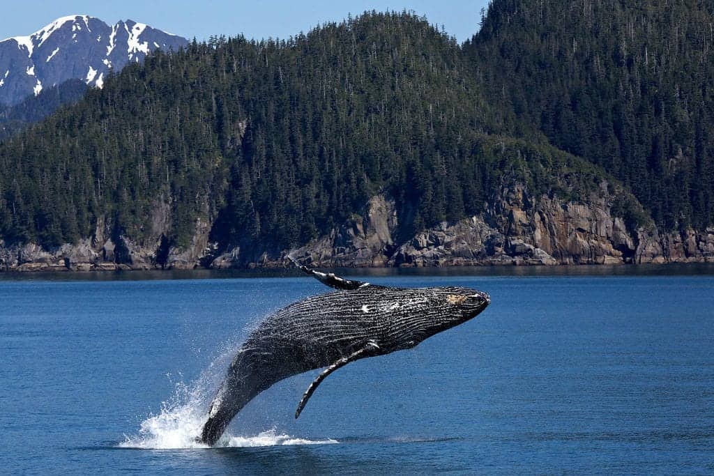 An awe-inspiring humpback whale breaching in the waters of Alaska on a vacation.