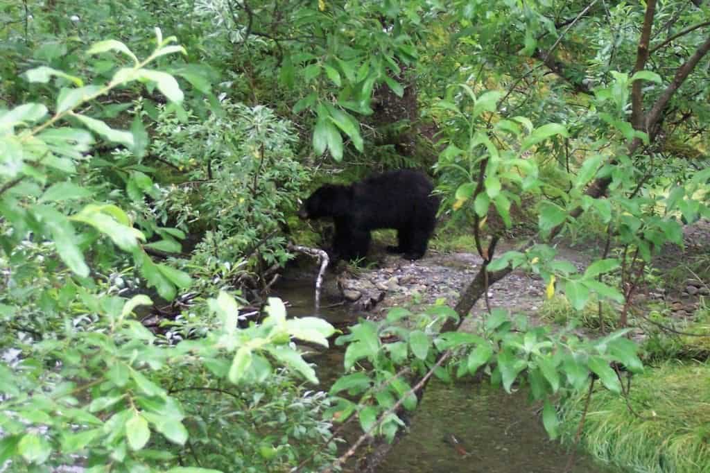 A black bear is spotted along a stream during an Alaska vacation.