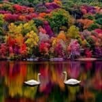 A picturesque lake offers travel tours with two swans amidst vibrant fall foliage.