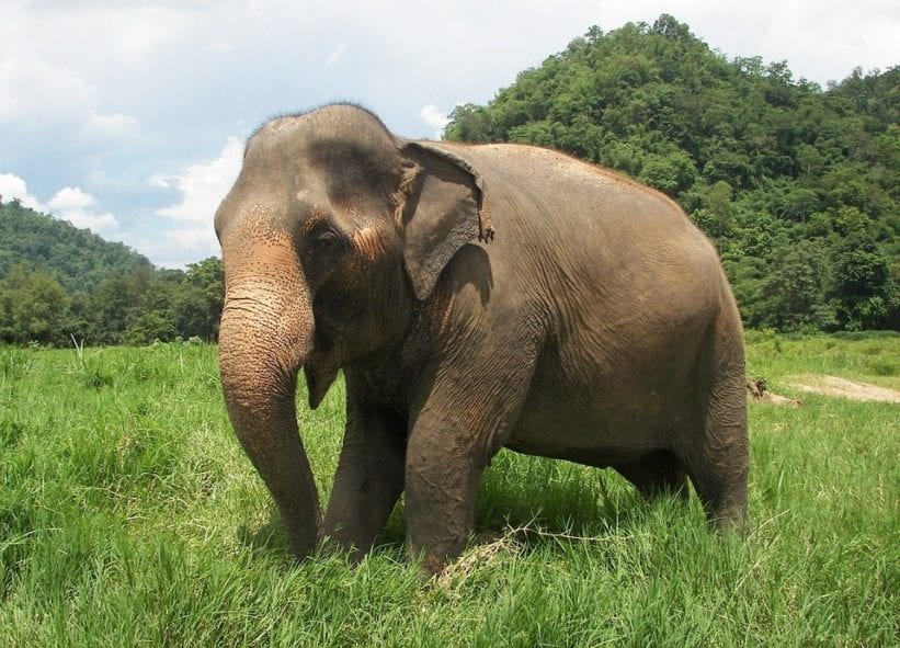 Vacations for Animal Lovers - Elephants