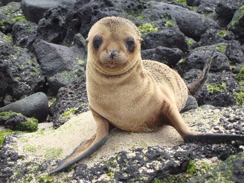Vacations for Animal Lovers - Galapagos