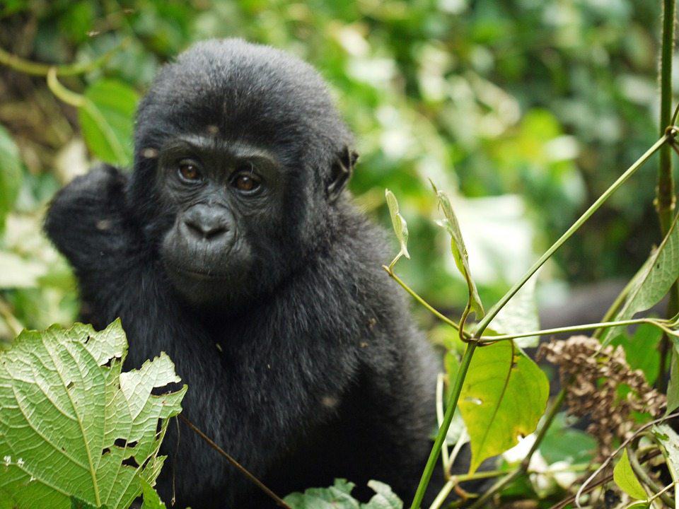 Vacations for Animal Lovers - Gorilla