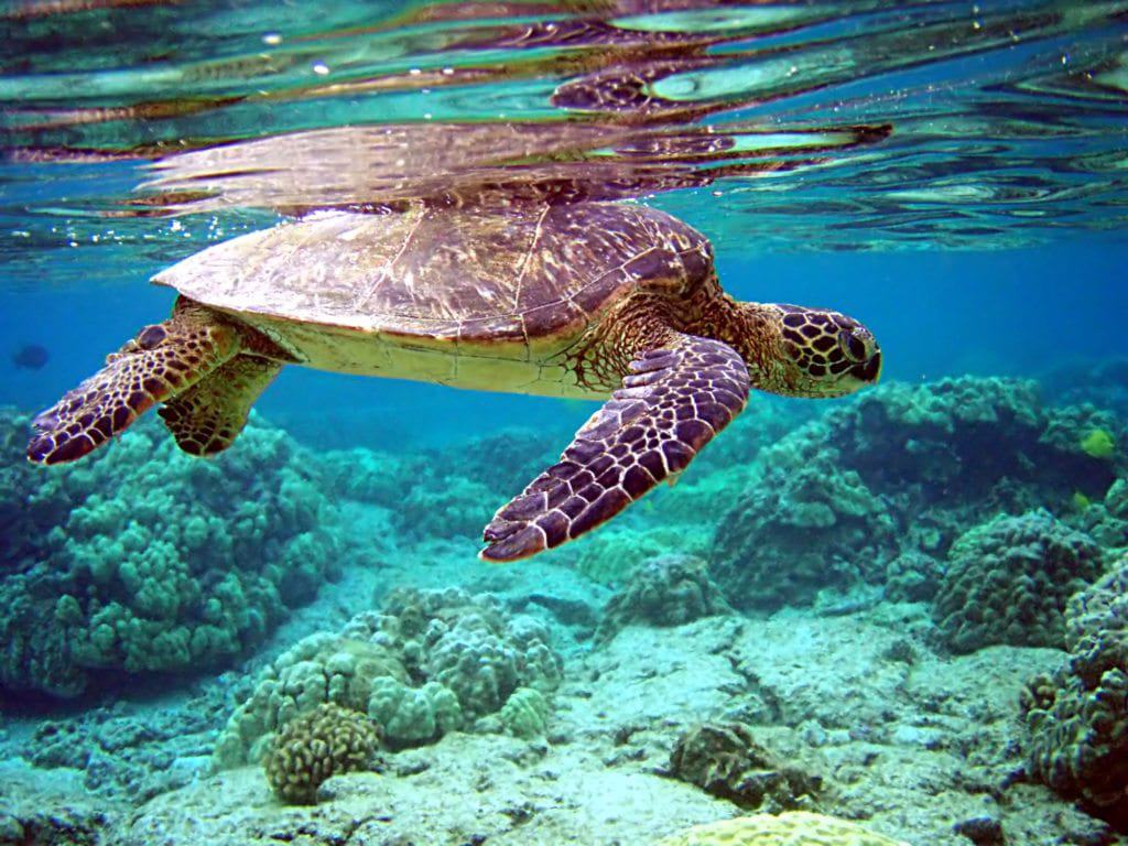 A sea turtle gracefully navigating coral reefs in its ocean habitat, captivating animal lovers.