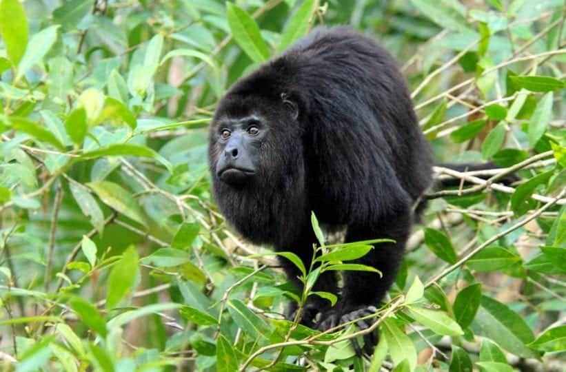 Vacations for Animal Lovers - Howler Monkeys