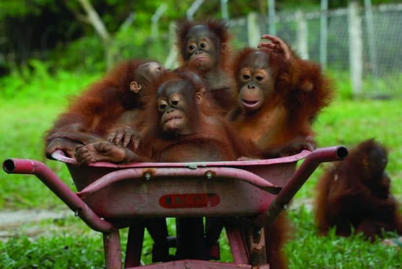 Vacations for Animal Lovers - Orangutans