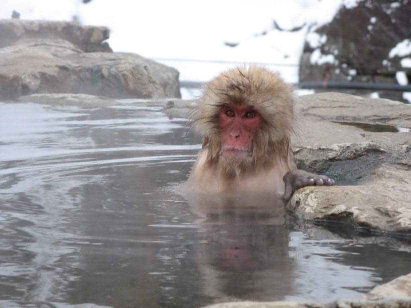 Vacations for Animal Lovers - Japanese Snow Monkey
