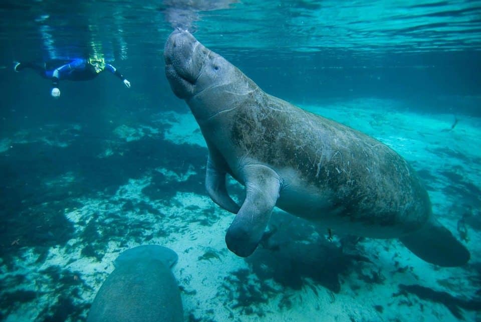 Vacations for Animal Lovers - Manatees