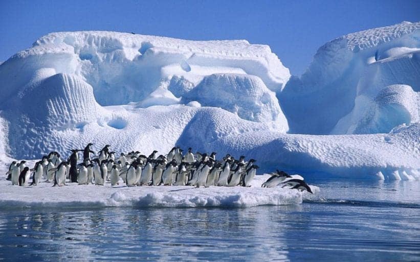 Vacations for Animal Lovers - Penguins