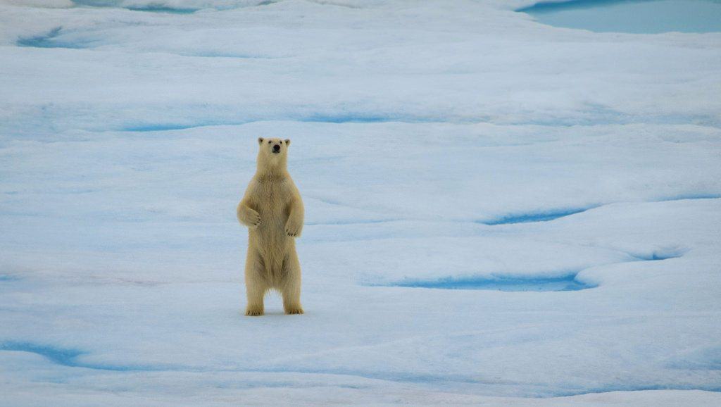 Vacations for Animal Lovers - Polar Bears