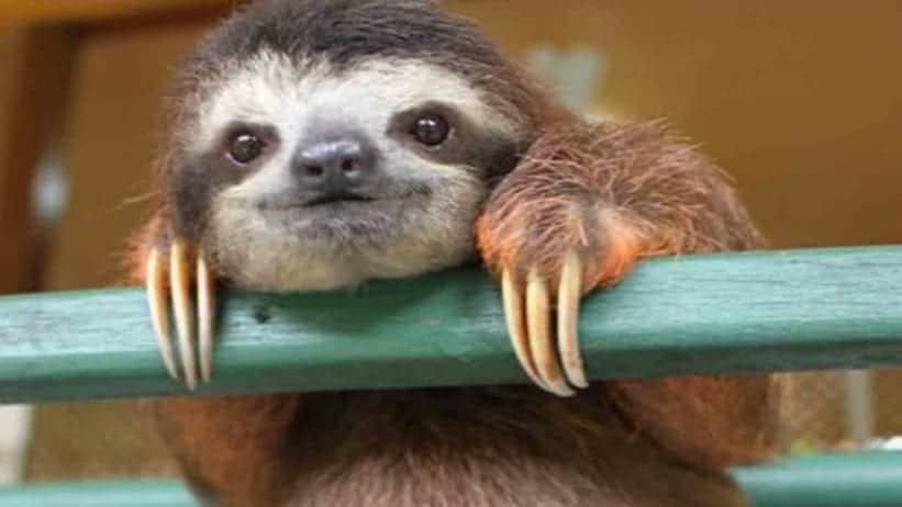 Vacations for Animal Lovers - Sloths