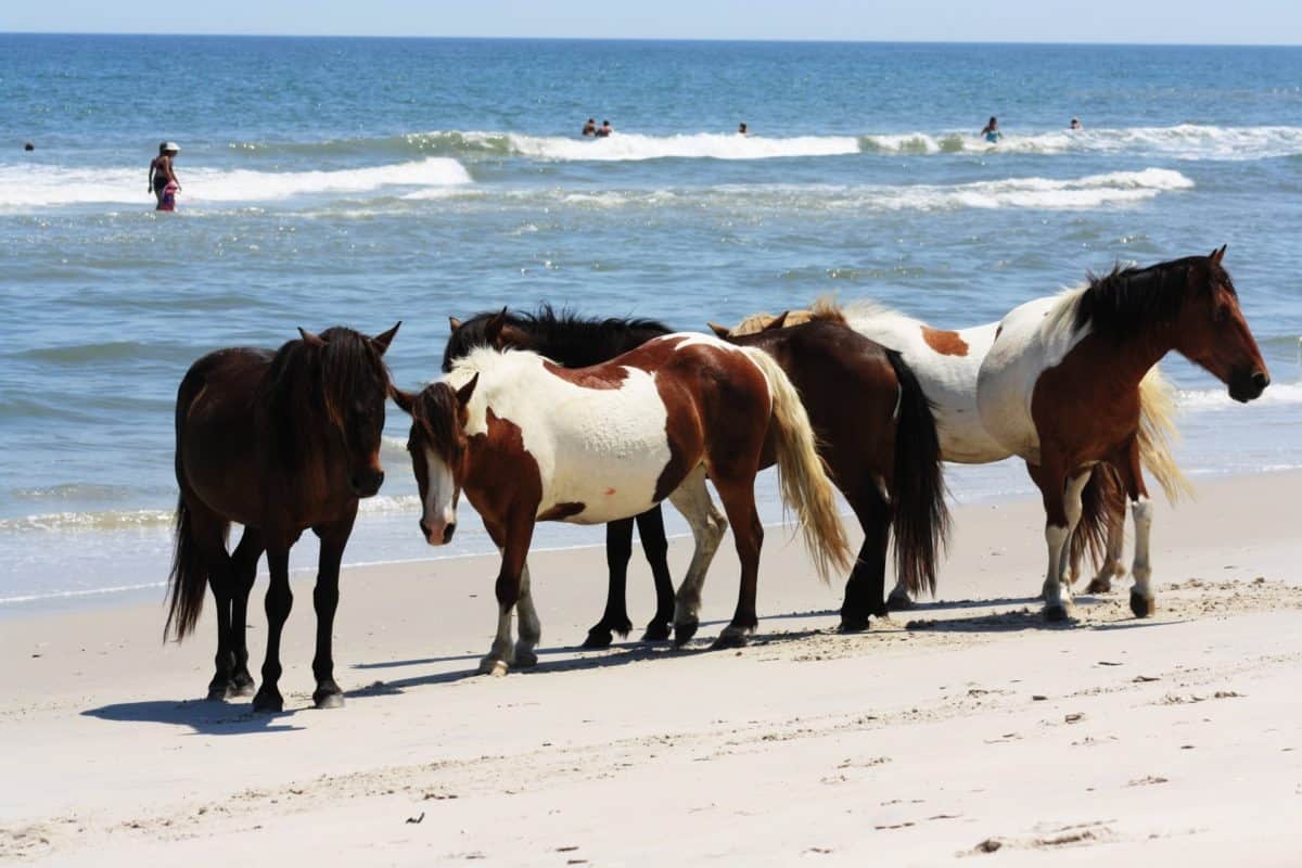 Vacations for Animal Lovers - Wild Horses