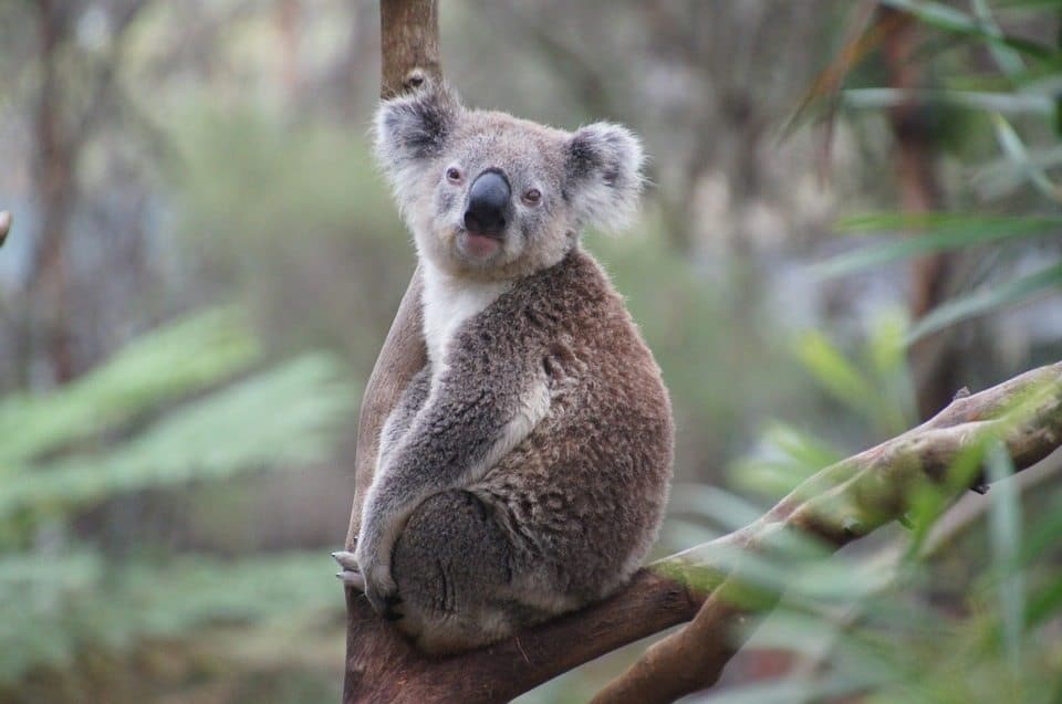 Vacations for Animal Lovers - Koala