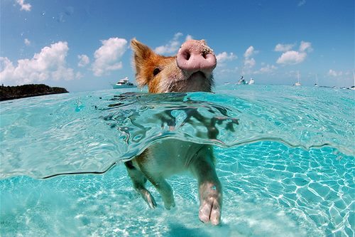 An oceanic sight sure to captivate animal lovers: a swimming pig.