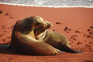Two sea lions cuddling on a Galapagos beach.