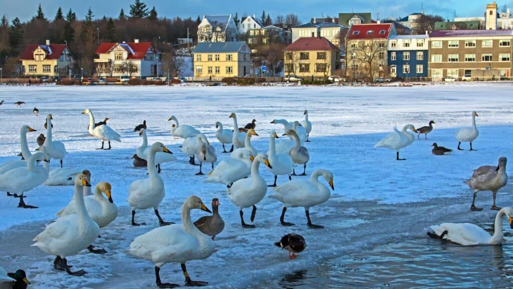 Swans and ducks stand gracefully on a frozen lake, a picturesque scene framed by colorful buildings in the background—an ideal setting for couples seeking the best romantic getaways.